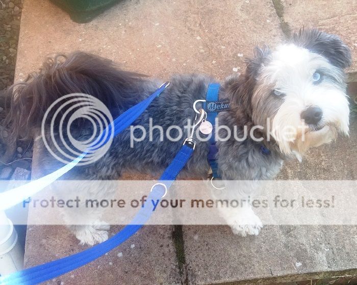 The Mekuti Balance Harness UK Pet Forums Forum